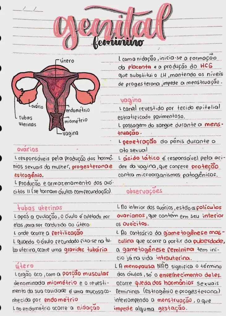 Mapa Mental de Literatura
