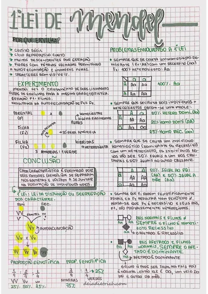 Mapa Mental de Circulatório